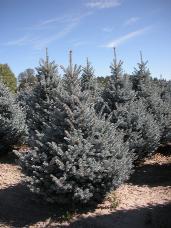 Colorado Spruce